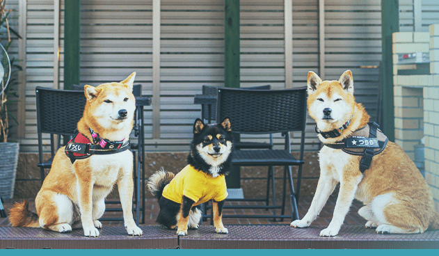 ワンちゃんと飼い主さんの憩いの場「cafehana」